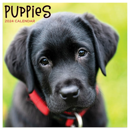 2024 TF Publishing Puppies 7" x 7" Monthly Mini Wall Calendar (24-2046)